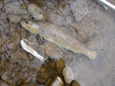 Llangoed trout